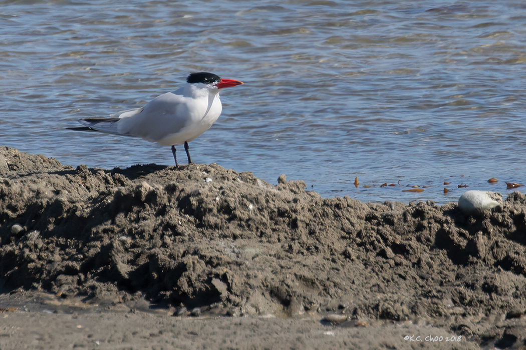 Royal Tern