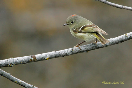 Ruby-crowned Kinglet