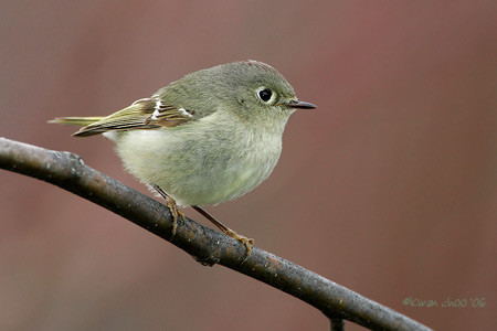 Ruby-crowned Kinglet