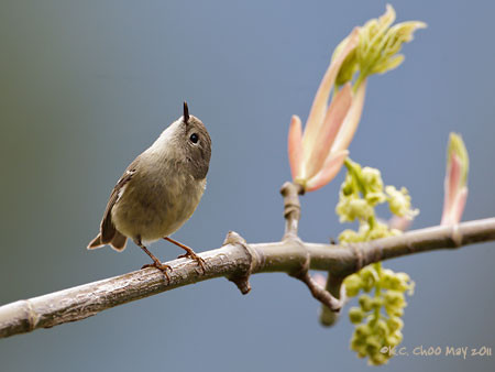 Ruby-crowned Kinglet