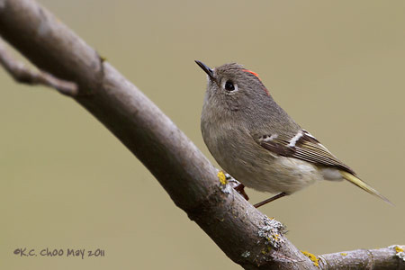 Ruby-crowned Kinglet