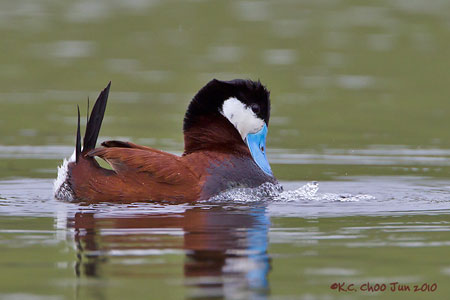 Ruddy Duck