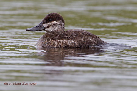 Ruddy Duck