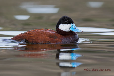 Ruddy Duck