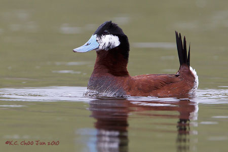 Ruddy Duck