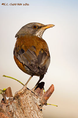 Rufous-backed Robin