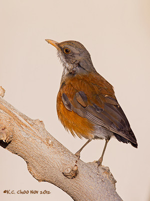 Rufous-backed Robin