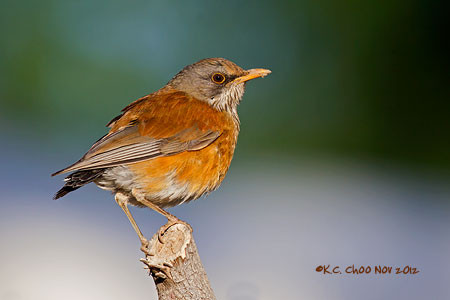 Rufous-backed Robin