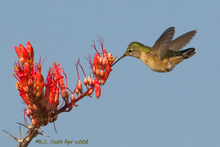 Rufous Hummingbird