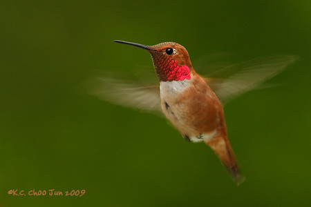 Rufous Hummingbird