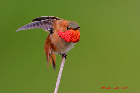 Rufous Hummingbird