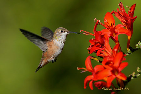 Rufous Hummingbird