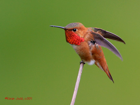 Rufous Hummingbird