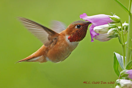 Rufous Hummingbird