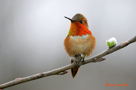 Rufous Hummingbird