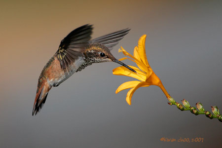 Rufous Hummingbird