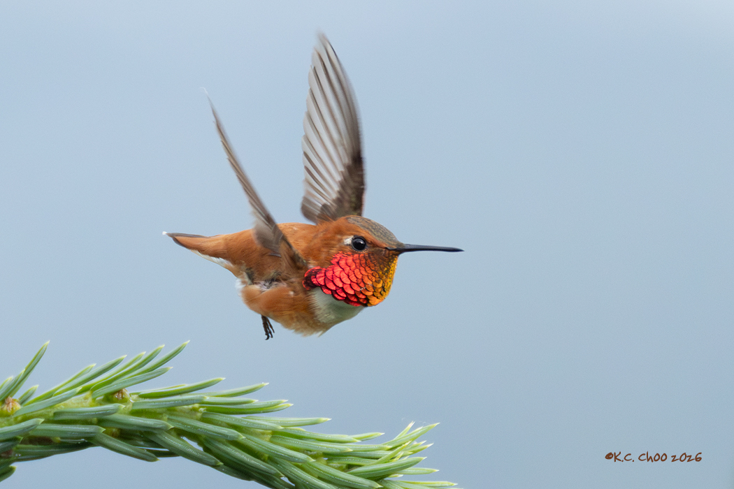 Rufous Hummingbird