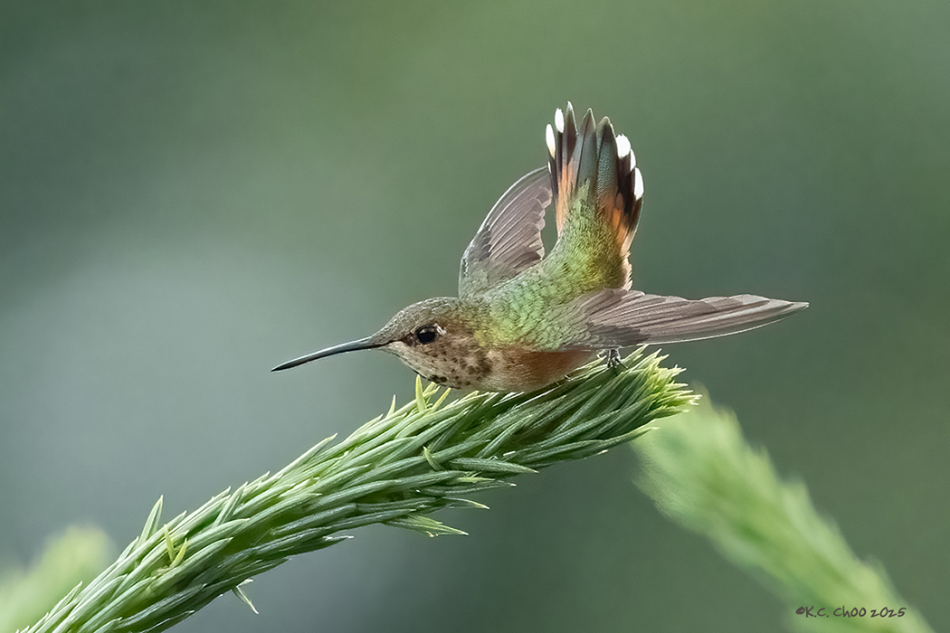 Rufous Hummingbird