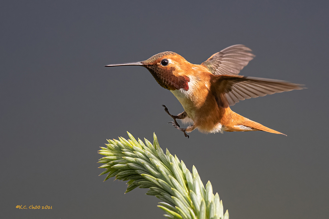Rufous Hummingbird