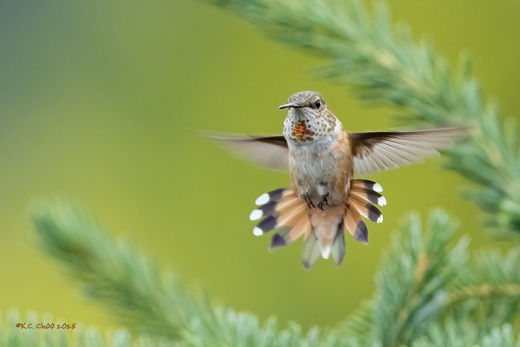 Rufous Hummingbird