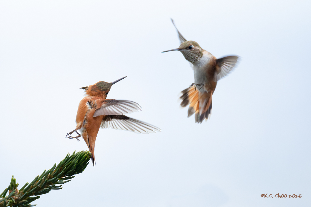Rufous Hummingbird