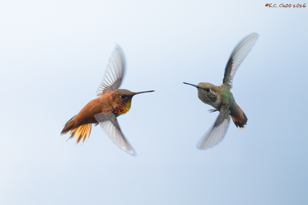 Rufous Hummingbird