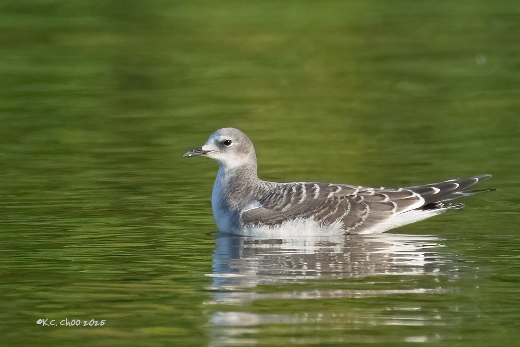 Sabine's Gull