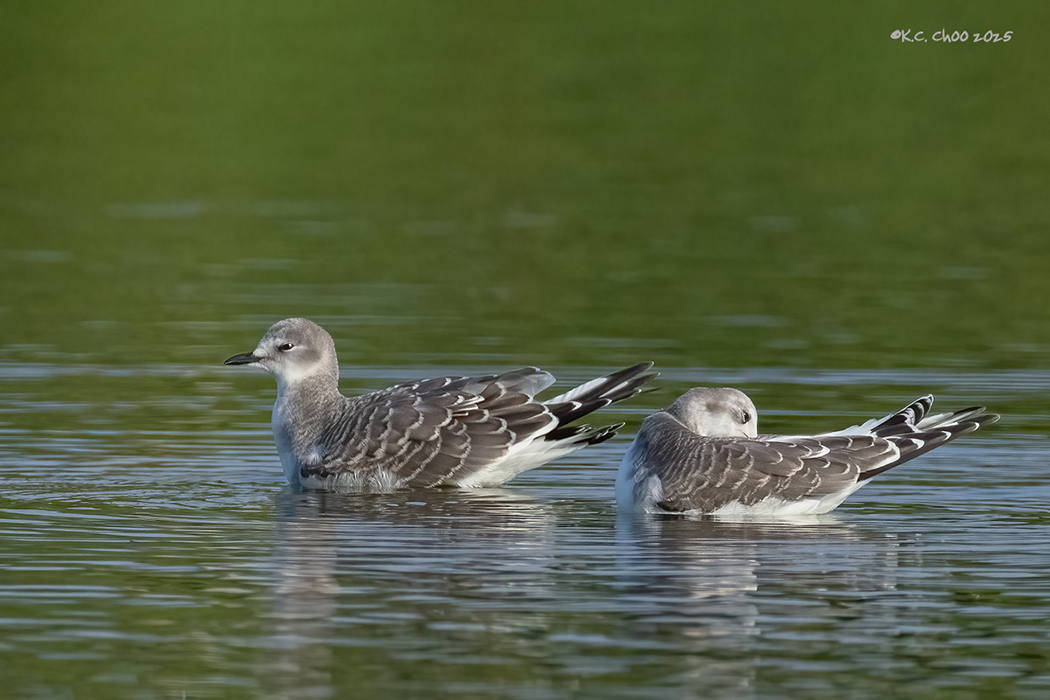 Sabine's Gull