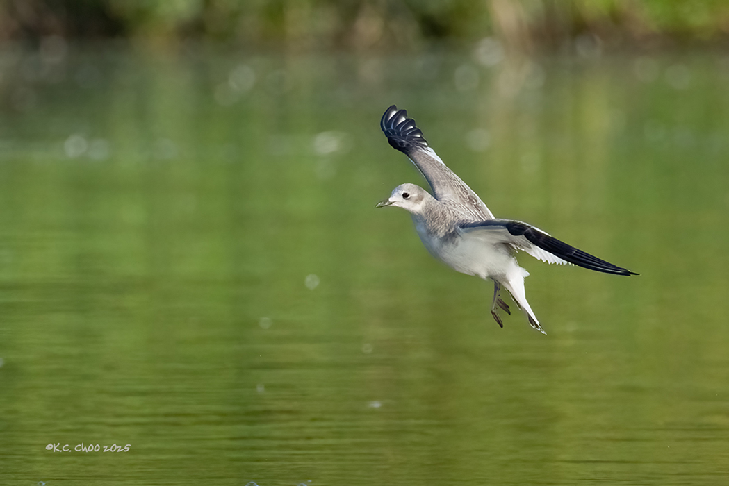 Sabine's Gull