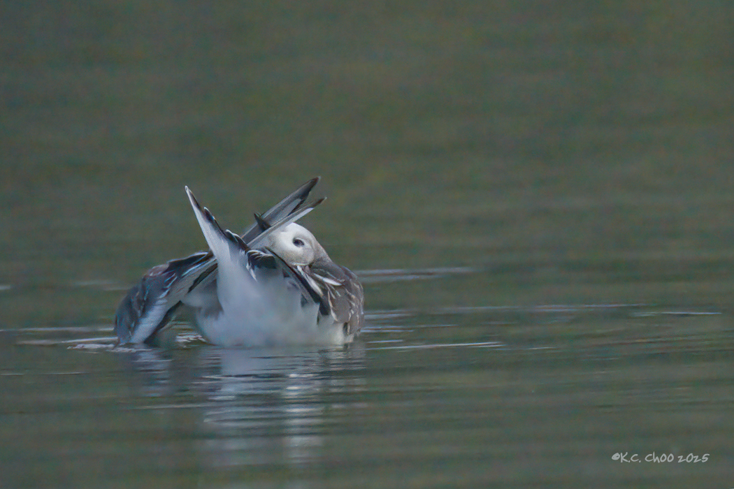 Sabine's Gull