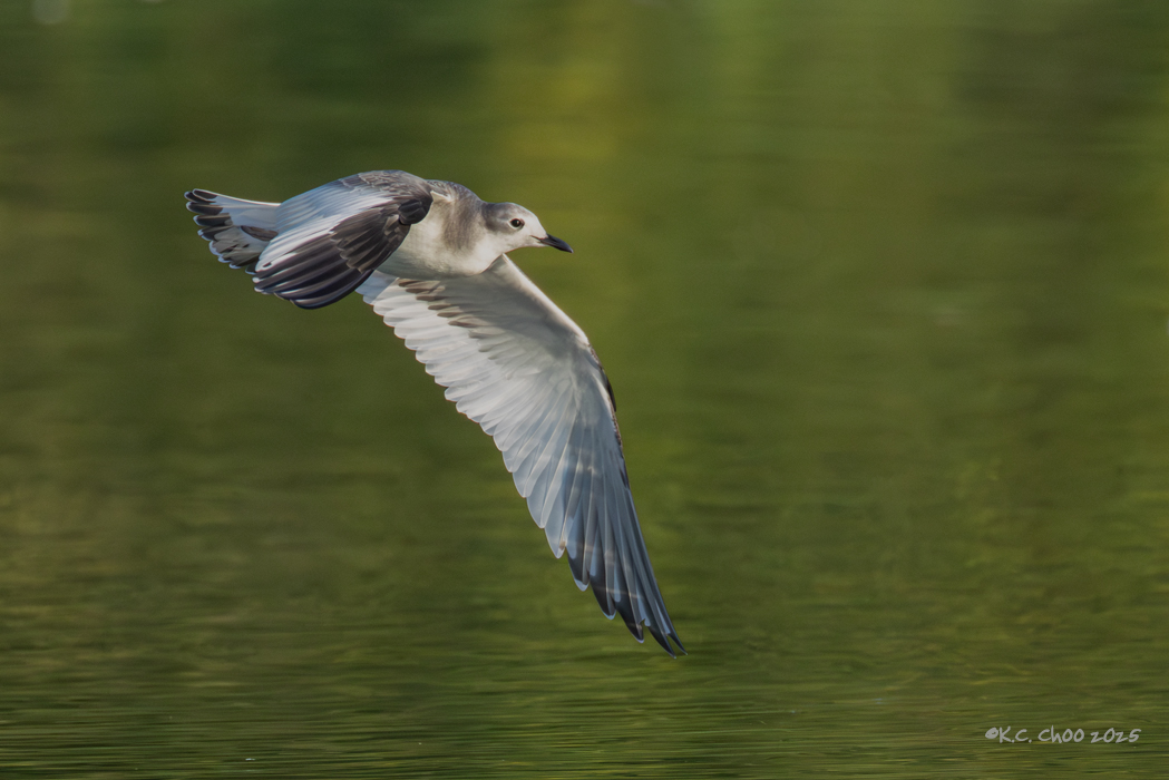Sabine's Gull