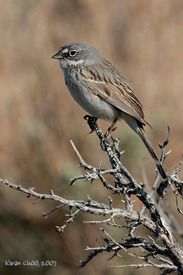Sage Sparrow