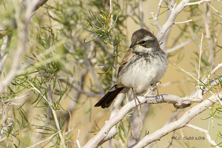 Sage Sparrow