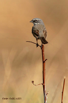 Sage Sparrow