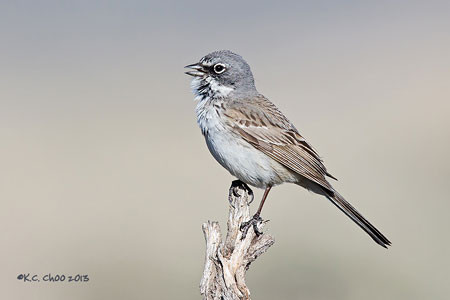 Sage Sparrow