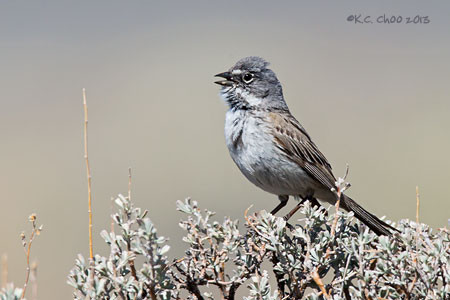 Sage Sparrow
