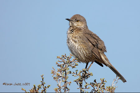 Sage Thrasher