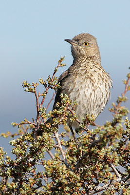 Sage Thrasher
