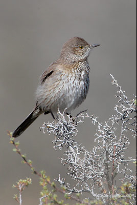 Sage Thrasher