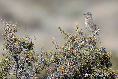 Sage Thrasher