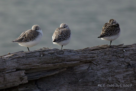 Sanderling