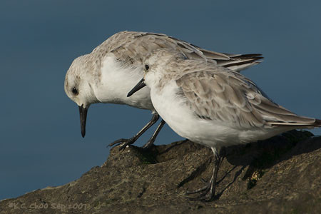 Sanderling