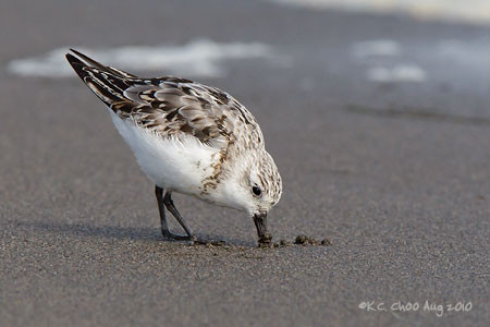 Sanderling