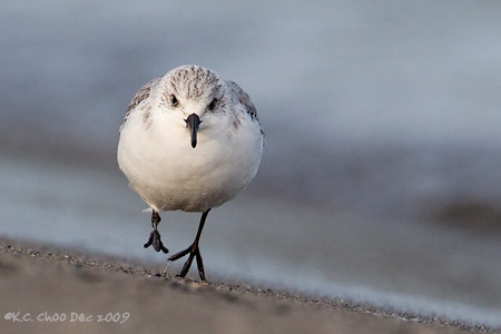 Sanderling