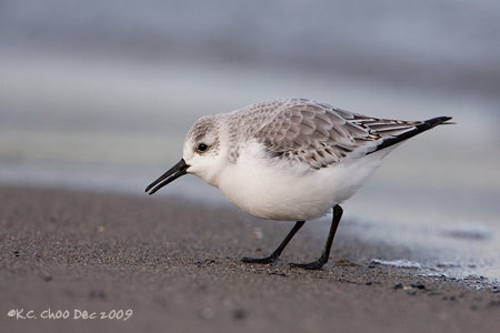 Sanderling