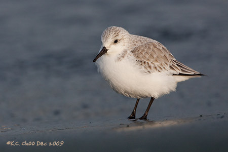 Sanderling