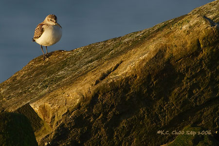 Sanderling