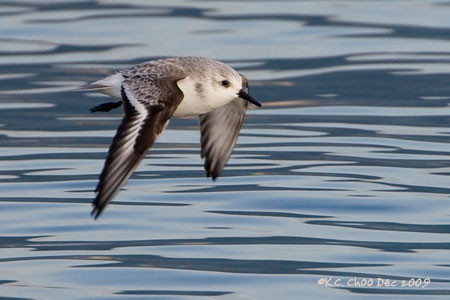 Sanderling