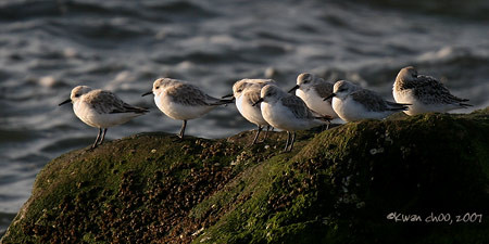 Sanderling