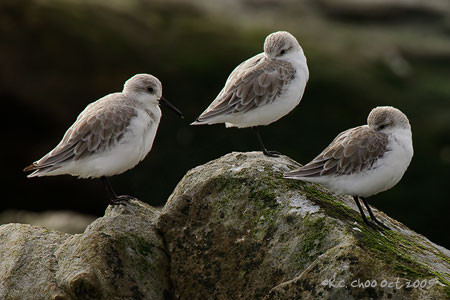 Sanderling